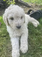 Belle, a female Goldendoodle for sale in Lake Stevens, WA – 4 of 5