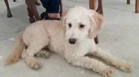 Missy, a female Miniature Bernedoodle for sale in Lake Stevens, WA – 4 of 10