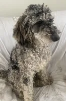 Star, a female Goldendoodle and Poodle - Miniature  for sale in Lake Stevens, WA – 3 of 3
