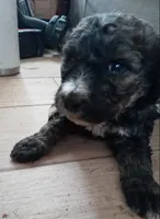 jugger, a male Goldendoodle and Miniature Bernedoodle for sale in Lake Stevens, WA – 1 of 3