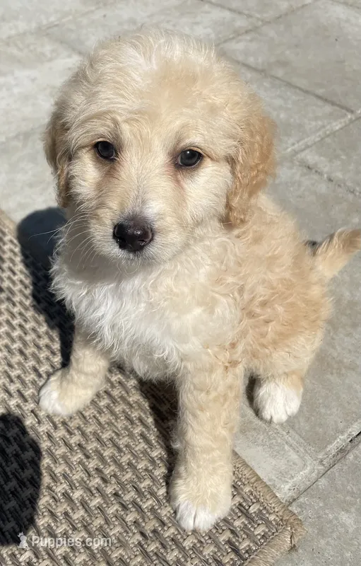 Dahlia – Poodle - Standard , Miniature Bernedoodle puppy for sale in Lake Stevens, WA