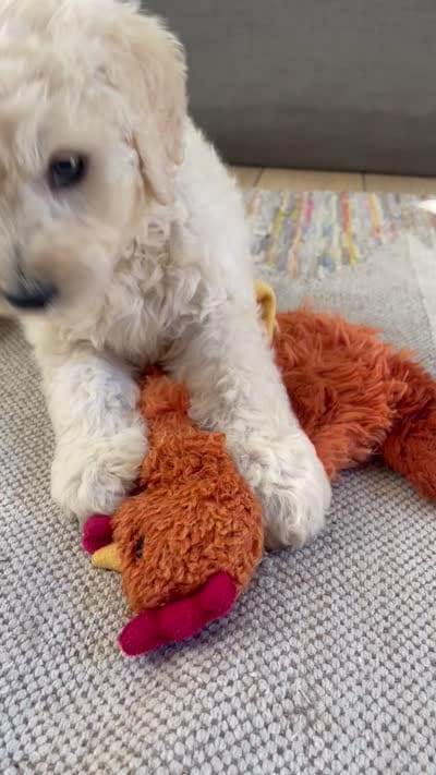 Dalia, a female Poodle - Standard  and Miniature Bernedoodle for sale in Lake Stevens, WA – 3 of 3