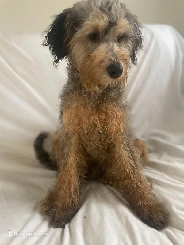 Chip – Goldendoodle, Poodle - Miniature  puppy for sale in Granite Falls, WA