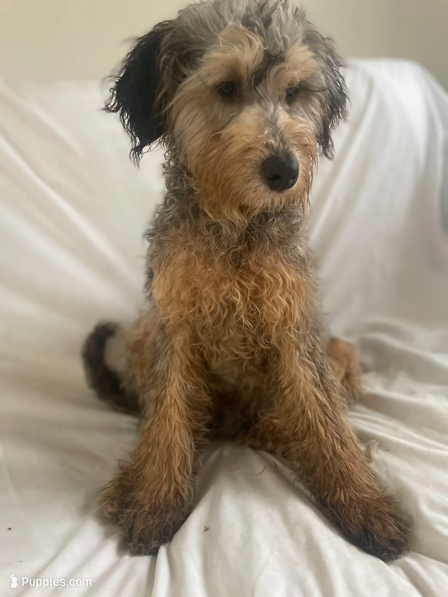 Chip, a male Goldendoodle and Poodle - Miniature  for sale in Granite Falls, WA – Photo 1 of 5