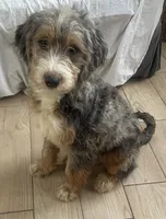 Harriet-2, a female Bernedoodle and Miniature Bernedoodle for sale in Lake Stevens, WA – 7 of 7