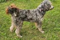 Lil Hat, a female Miniature Bernedoodle for sale in Lake Stevens, WA – 9 of 10