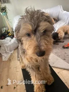 Chip – Miniature Bernedoodle puppy for sale in Lake Stevens, WA