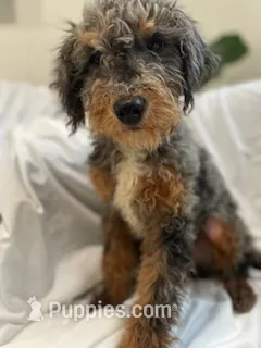 Chester Tri – Bernedoodle, Miniature Bernedoodle puppy for sale in Lake Stevens, WA