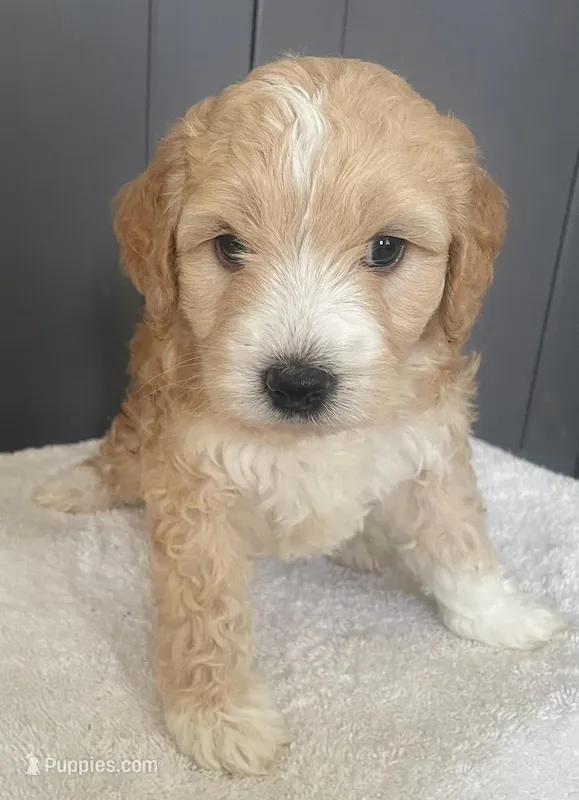 Pender – Goldendoodle, Miniature Bernedoodle puppy for sale in Lake Stevens, WA
