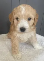Pender, a male Poodle - Standard  and Miniature Bernedoodle for sale in Lake Stevens, WA – 1 of 8