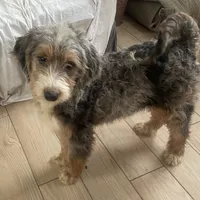 Harriet-2, a female Bernedoodle and Miniature Bernedoodle for sale in Lake Stevens, WA – 6 of 7