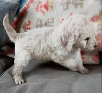 Tink, a female Goldendoodle and Poodle - Standard  for sale in Lake Stevens, WA – 5 of 9