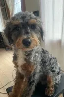 Chester, a male Poodle - Standard  and Miniature Bernedoodle for sale in Lake Stevens, WA – 5 of 9
