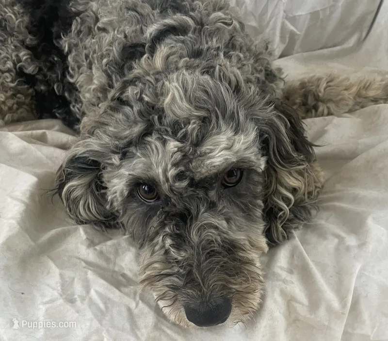 Star – Goldendoodle, Poodle - Miniature  puppy for sale in Lake Stevens, WA