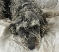 Star, a female Goldendoodle and Poodle - Miniature  for sale in Lake Stevens, WA – 1 of 3