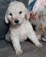 Tink, a female Goldendoodle and Poodle - Standard  for sale in Lake Stevens, WA – 4 of 9