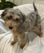 Chip, a male Miniature Bernedoodle for sale in Lake Stevens, WA – 6 of 6