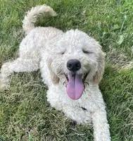 Missy, a female Miniature Bernedoodle for sale in Lake Stevens, WA – 10 of 10