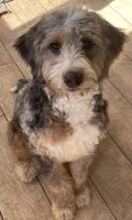 Harriet-2, a female Bernedoodle and Miniature Bernedoodle for sale in Lake Stevens, WA – 2 of 7