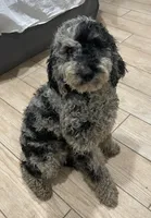 Bella, a female Bernedoodle for sale in Granite Falls, WA – Photo 6 of 6