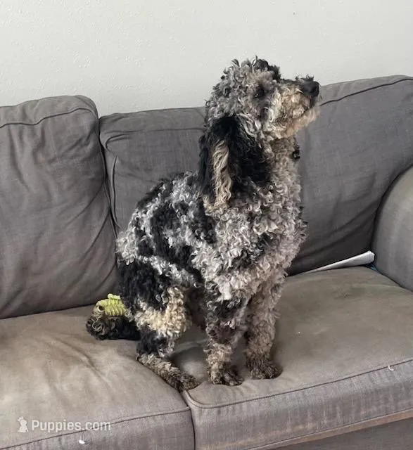 Bella – Bernedoodle puppy for sale in Granite Falls, WA