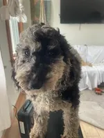 Bella, a female Bernedoodle for sale in Granite Falls, WA – Photo 2 of 6