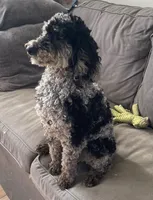 Bella, a female Bernedoodle for sale in Granite Falls, WA – Photo 5 of 6