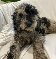 Bella, a female Bernedoodle for sale in Granite Falls, WA – Photo 4 of 6