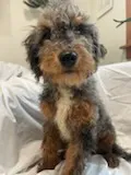 Chester Tri, a male Bernedoodle and Miniature Bernedoodle for sale in Lake Stevens, WA – 5 of 10