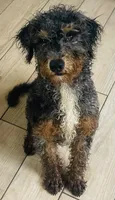 Chester, a male Poodle - Standard  and Miniature Bernedoodle for sale in Lake Stevens, WA – 3 of 4