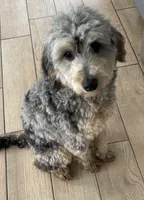 Chip, a male Bernedoodle for sale in Granite Falls, WA – Photo 1 of 6