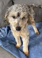 Chip, a male Goldendoodle and Poodle - Miniature  for sale in Granite Falls, WA – Photo 2 of 5