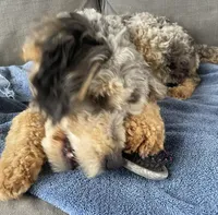 Chip, a male Goldendoodle and Poodle - Miniature  for sale in Granite Falls, WA – Photo 3 of 5