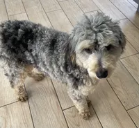 Chip, a male Bernedoodle for sale in Granite Falls, WA – Photo 6 of 6