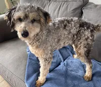 Chip, a male Goldendoodle and Poodle - Miniature  for sale in Granite Falls, WA – Photo 4 of 5