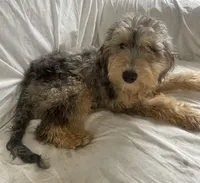 Chip, a male Goldendoodle and Poodle - Miniature  for sale in Granite Falls, WA – Photo 5 of 5