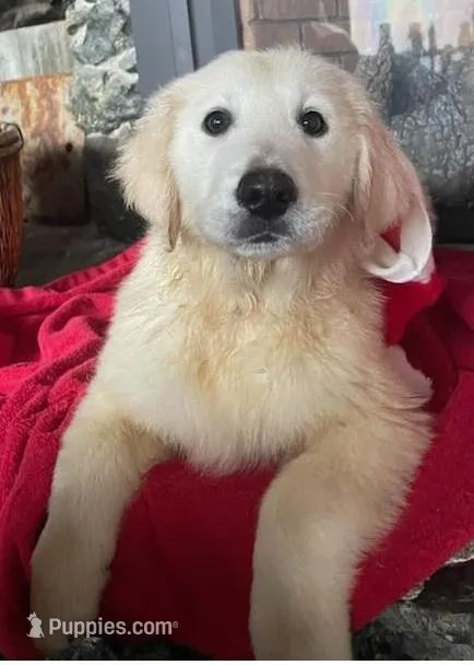 Molly – English Cream Golden Retriever puppy for sale in Granite Falls, WA