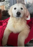 Molly, a female English Cream Golden Retriever for sale in Granite Falls, WA – Photo 1 of 6