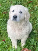 Molly, a female English Cream Golden Retriever for sale in Granite Falls, WA – Photo 4 of 6
