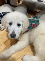 Molly, a female English Cream Golden Retriever for sale in Granite Falls, WA – Photo 5 of 6