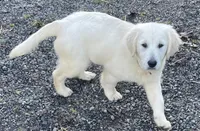 Molly, a female English Cream Golden Retriever for sale in Granite Falls, WA – Photo 6 of 6
