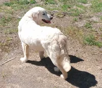 Molly, a female English Cream Golden Retriever for sale in Granite Falls, WA – Photo 3 of 6