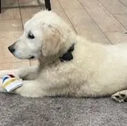 Molly, a female English Cream Golden Retriever for sale in Granite Falls, WA – Photo 2 of 6