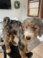 Harriet-2, a female Bernedoodle and Miniature Bernedoodle for sale in Lake Stevens, WA – 3 of 7