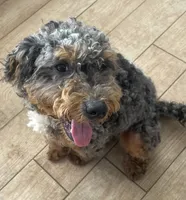 Chester Tri, a male Bernedoodle and Miniature Bernedoodle for sale in Lake Stevens, WA – 7 of 10