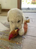 Dalia, a female Poodle - Standard  and Miniature Bernedoodle for sale in Lake Stevens, WA – 2 of 3