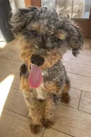 Hank, a male Bernedoodle for sale in Granite Falls, WA – Photo 1 of 5