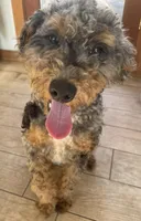 Hank, a male Bernedoodle for sale in Granite Falls, WA – Photo 2 of 5