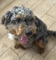 Hank, a male Bernedoodle for sale in Granite Falls, WA – Photo 3 of 5