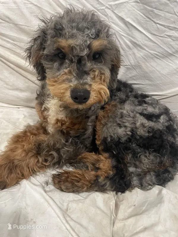 MAX – Bernedoodle puppy for sale in Granite Falls, WA